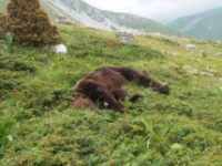 Orso ucciso, il Wwf biasima l’atteggiamento delle istituzioni molisane