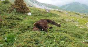 Orso ucciso, il Wwf biasima l’atteggiamento delle istituzioni molisane