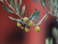 Il Molise a Olio Capitale 2013