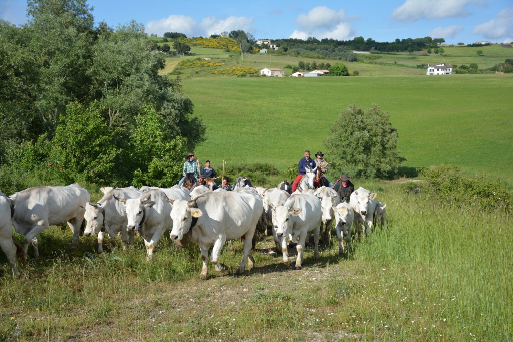 Transumanza, conclusa la quattro giorni