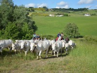 Transumanza, conclusa la quattro giorni