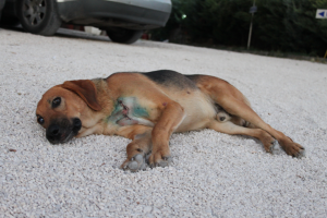 Mustafà, il cane malinconico