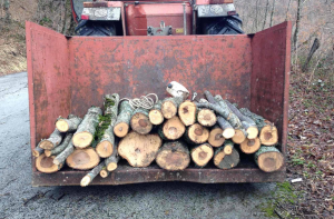 Cerca di rubare in un bosco del Comune, denunciato