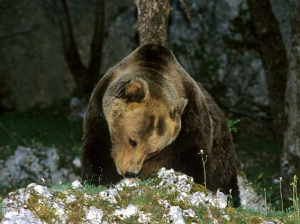 Orso morto, forse è stato avvelenato