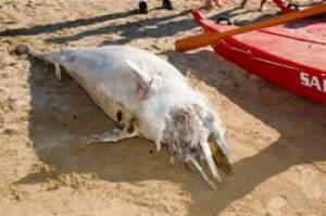 Carcassa di delfino sul lungomare termolese