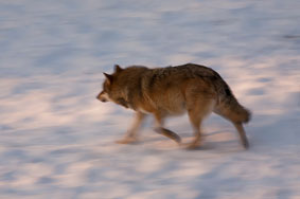 Gli animali del Parco nazionale scendono a valle in cerca di cibo