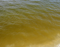 La Fibrocapsa colora il mare molisano