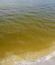 La Fibrocapsa colora il mare molisano