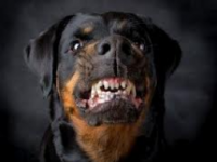 Campobasso, anziano azzannato da un rottweiler