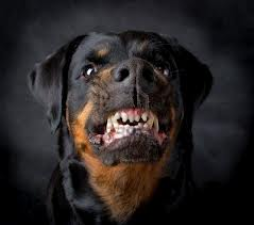 Campobasso, anziano azzannato da un rottweiler