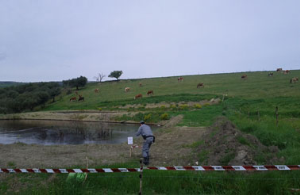 Sequestrate due vasche in terra battuta contenenti acque reflue olearie