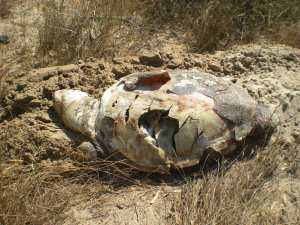 Petacciato, rinvenuta carcassa di tartaruga marina