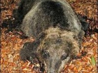 Ennesimo orso morto nel Parco nazionale d’Abruzzo, Lazio e Molise