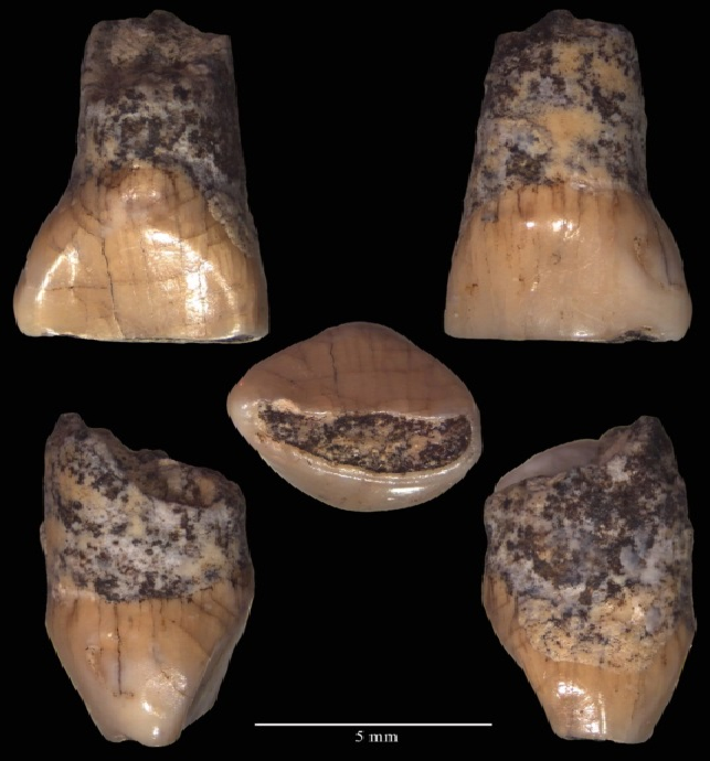 Straordinaria scoperta al Paleolitico. Rinvenuto dente umano