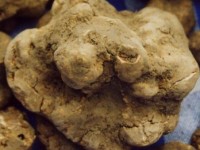 Raccolta di funghi e tartufi, pugno duro della Forestale