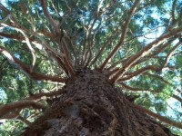 Sequoia gigante in cattiva salute, Fare Verde sollecita Battista