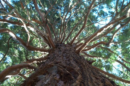 Sequoia gigante in cattiva salute, Fare Verde sollecita Battista