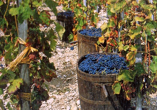 In basso Molise la vendemmia ‘tiene’ nonostante il maltempo