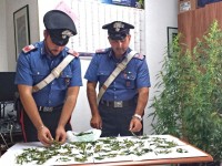 Coltivavano marijuana in casa, coppia denunciata