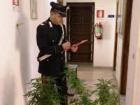 Coltiva marijuana nel giardino di casa, denunciato 50enne