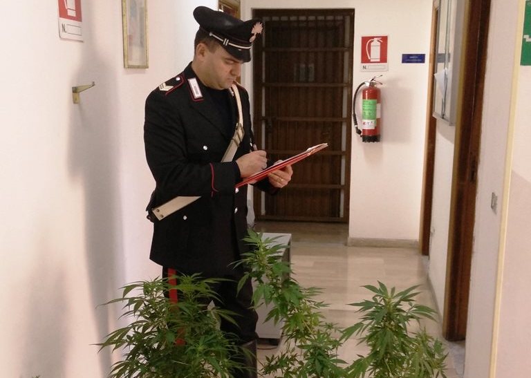 Coltiva marijuana nel giardino di casa, denunciato 50enne