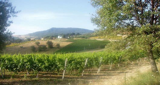 Vigneti, bando per l’assegnazione