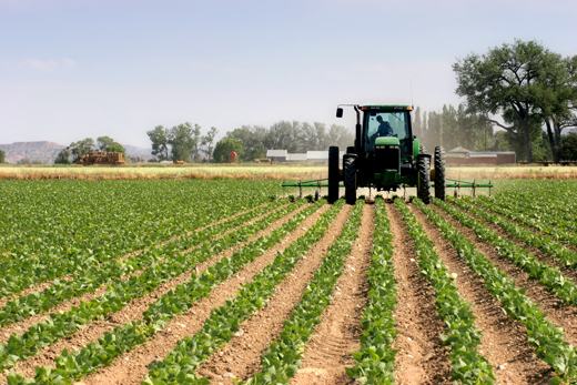 Imu agricola, la battaglia di Coldiretti Molise