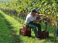 Riconversione e ristrutturazione vigneti, prorogata la scadenza della domanda