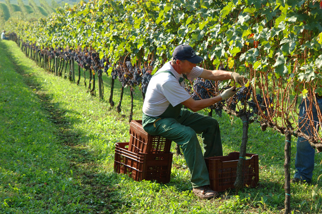 Riconversione e ristrutturazione vigneti, prorogata la scadenza della domanda