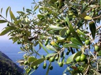 Olivicoltura molisana, mercoledì convegno a Campobasso