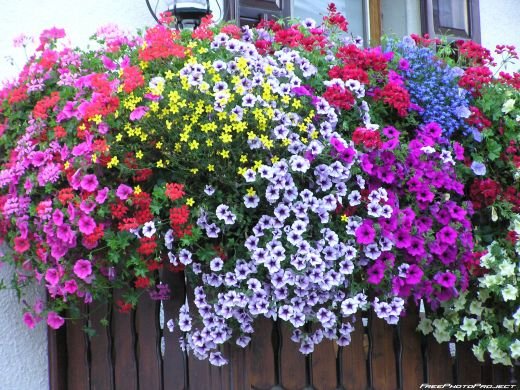 Ripalimosani, torna il concorso ‘Balcone fiorito’