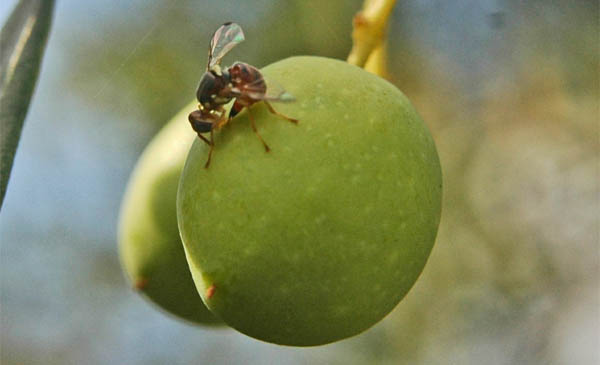 Mosca dell’olivo e qualità dell’olio, dibattito giovedì a Trivento