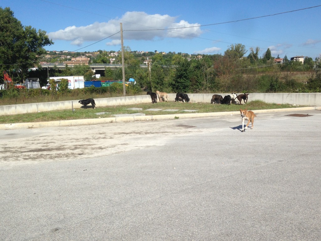 Branco di cani selvatici a Selvapiana, l’Oipa si fa sentire con l’Asrem