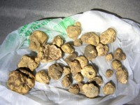 Rionero Sannitico, cercatore di tartufo multato di 1.600 euro