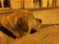 Si è perso un labrador, si cercano i padroni