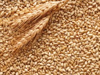 Grano duro e fertilizzanti, sequestro record della Finanza