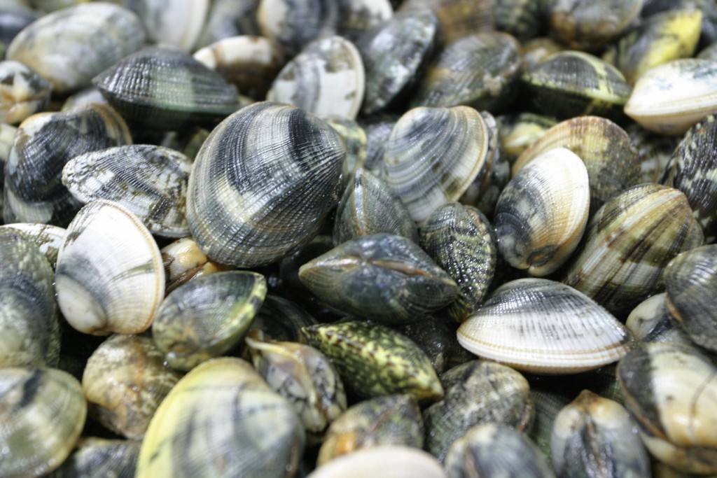 Sì alle vongole dai 22 millimetri, la soddisfazione dei pescatori molisani