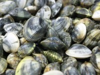 Sì alle vongole dai 22 millimetri, la soddisfazione dei pescatori molisani