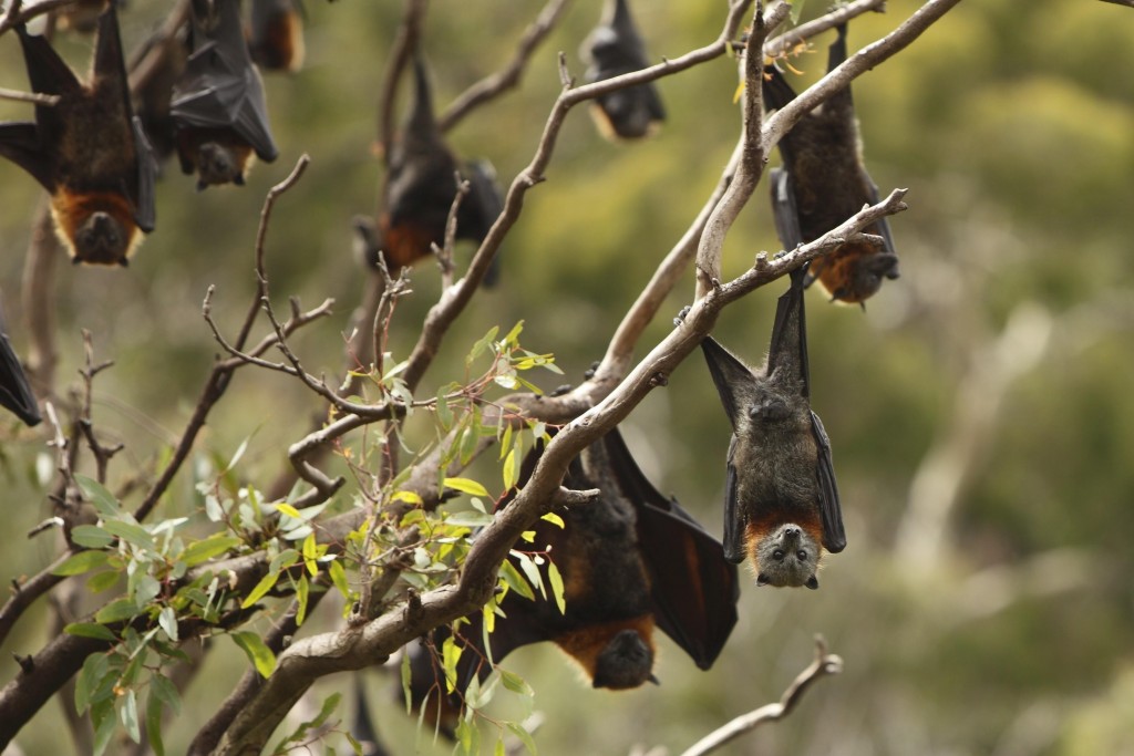 Montenero, giovedì sulle orme dei pipistrelli