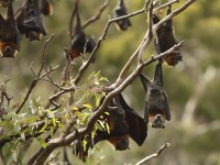 Montenero, giovedì sulle orme dei pipistrelli