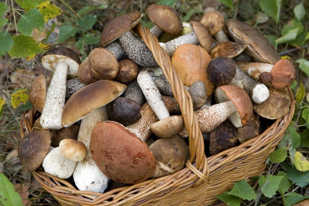 Tesserini per caccia, pesca e raccolta funghi tartufi, da oltre un mese in Molise tutto bloccato