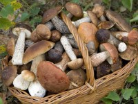 Tesserini per caccia, pesca e raccolta funghi tartufi, da oltre un mese in Molise tutto bloccato