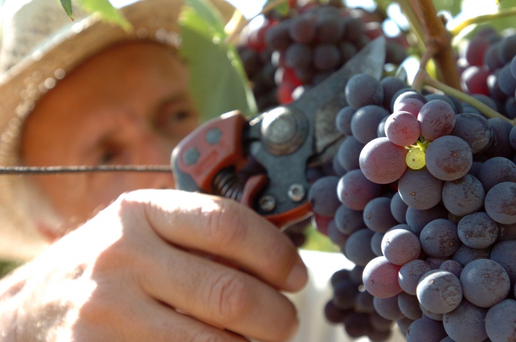 Un agricoltore durante la vendemmia nell'azienza agricola la Quercie di Quarrata sulle colline ai piedi del Montalbano Pistoiese. ANSA / LUCA CASTELLANI/