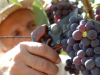 Un agricoltore durante la vendemmia nell'azienza agricola la Quercie di Quarrata sulle colline ai piedi del Montalbano Pistoiese. ANSA / LUCA CASTELLANI/