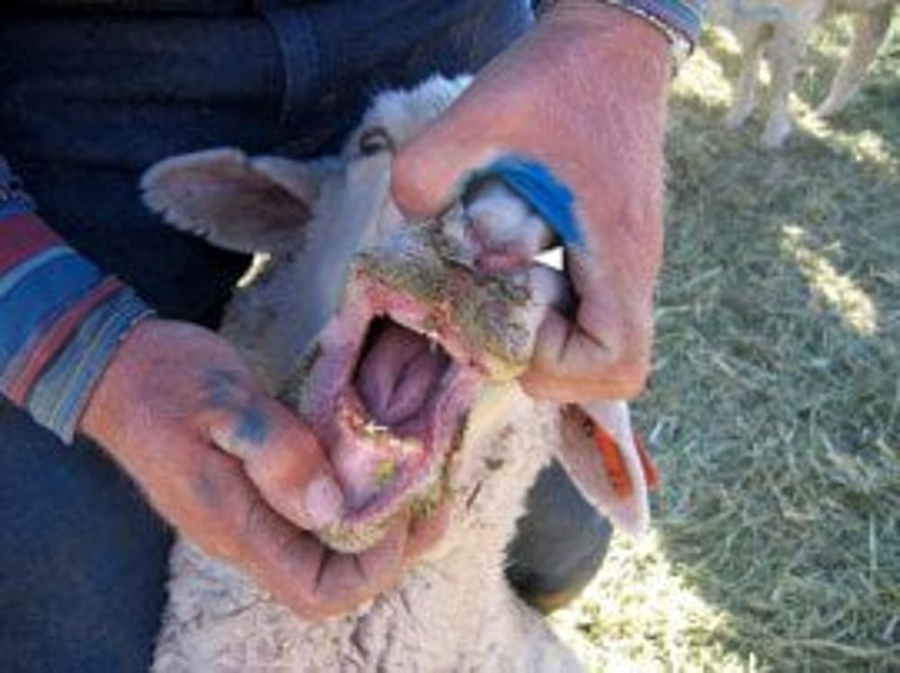 Blue tongue, il sindaco di Roccamandolfi sollecita la regione per l’acquisto dei vaccini