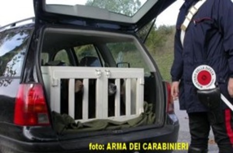 Rubano cani da tartufo a Frosolone, denunciati tre pregiudicati