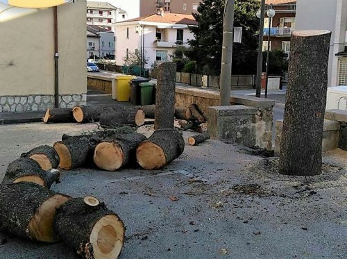 Alberi tagliati in città, arrivano i carabinieri