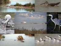 Montenero di Bisaccia, riserva naturale sotto l’albero