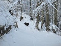 Caccia sospesa a causa della neve, Legambiente chiede controlli