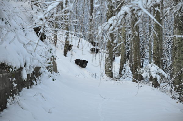 Caccia sospesa a causa della neve, Legambiente chiede controlli